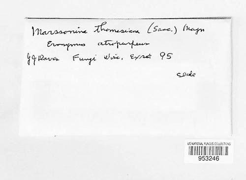 Marssonina thomasiana image